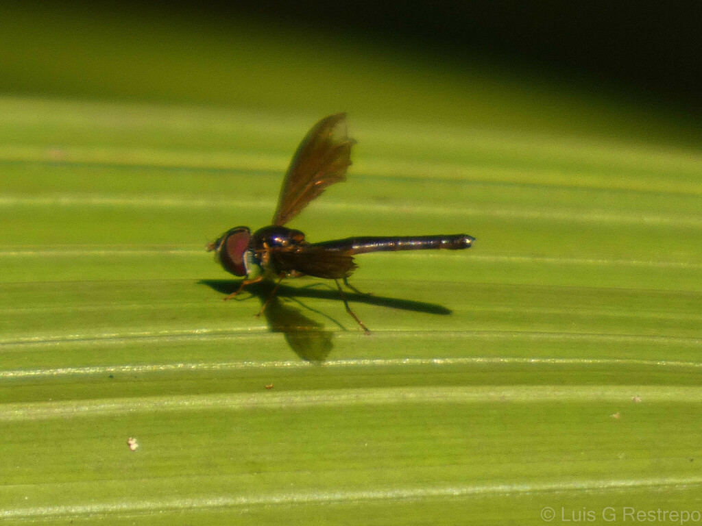 Dusky Hover Fly