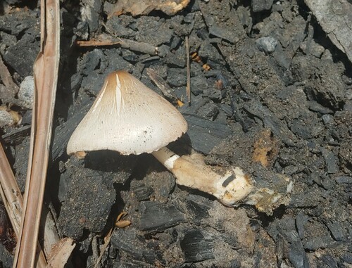 paddy straw mushroom (Volvariella volvacea)