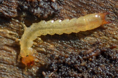 Canada Fire-colored Beetle photo 3