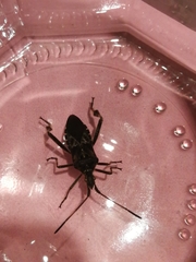 Leptoglossus occidentalis