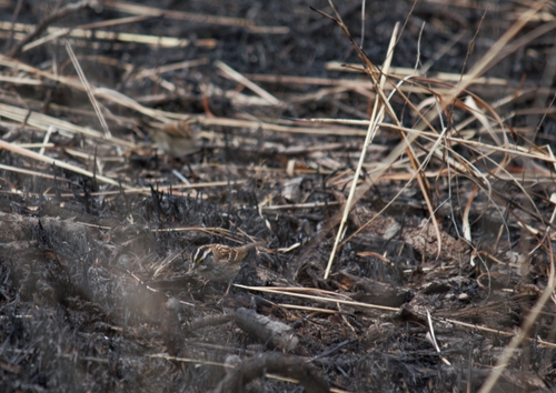White-throated Sparrow photographed in Kansas