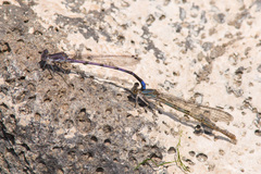Argia emma