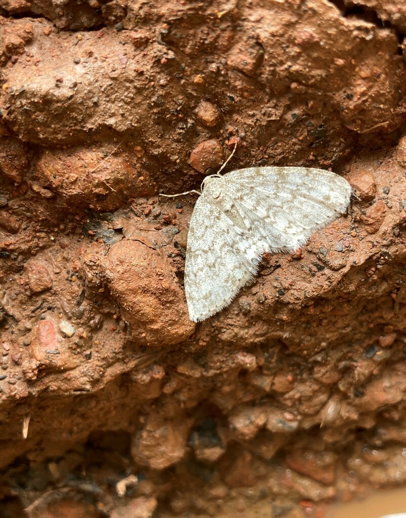 Butterflies and Moths from Kabale, Uganda on February 16, 2023 at 0100