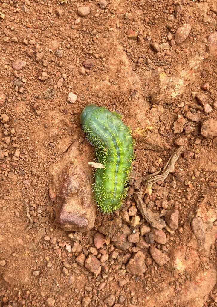 Butterflies and Moths from Kabale, Uganda on February 16, 2023 at 0125