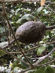 Protobalandricus spectabilis