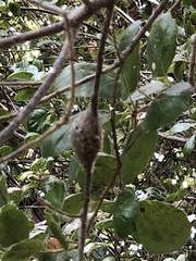 Protobalandricus spectabilis