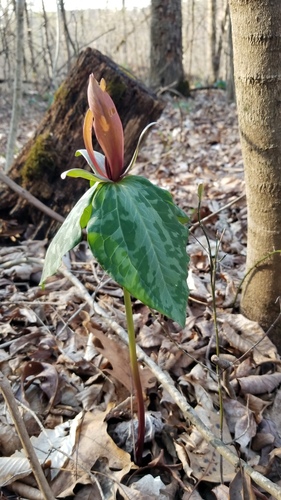 Trillium cuneatum