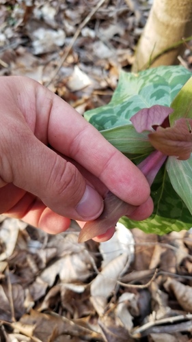 Trillium cuneatum