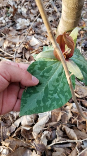 Trillium cuneatum