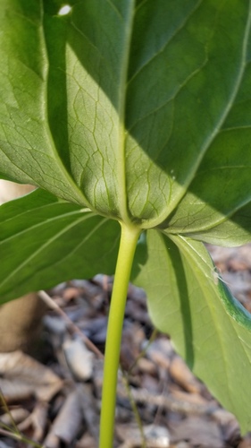 Trillium cuneatum