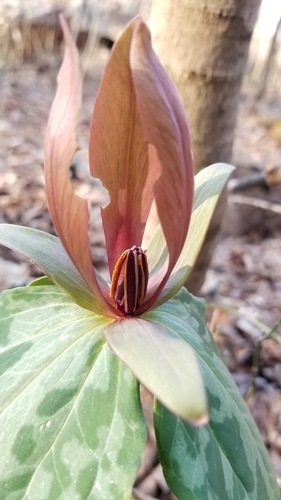 Trillium cuneatum