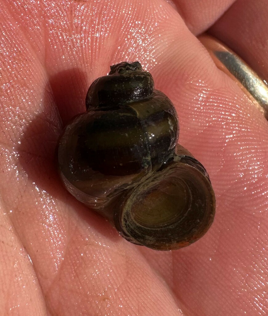 Banded Mystery Snail from Wheeler Spring outflow, US Hwy 20, Lawrence ...