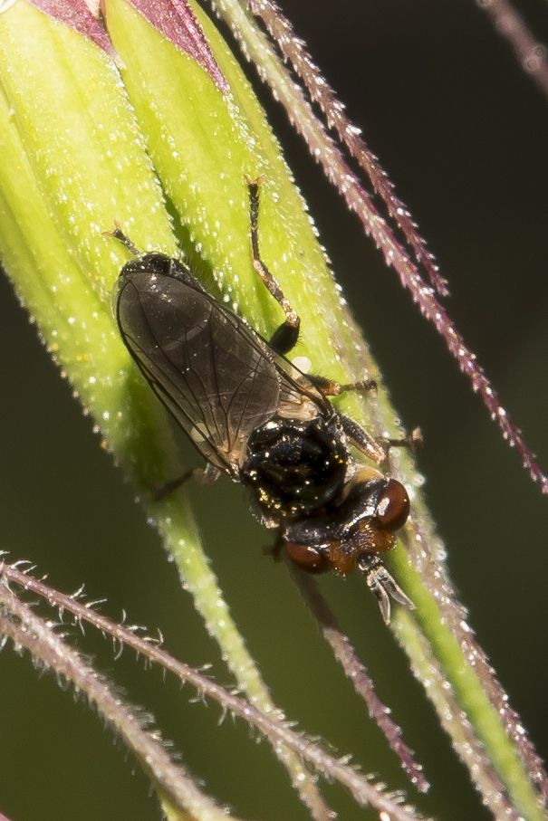 Setosiconops
