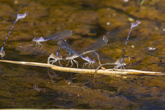 Argia emma