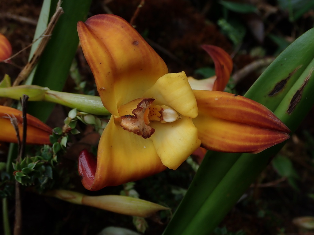 Maxillaria molitor