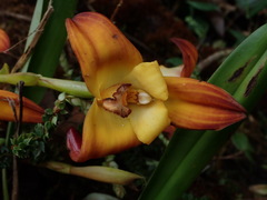 (c) Nolan Exe, some rights reserved (CC BY) Maxillaria molitor, photograph (c) Nolan Exe, some rights reserved (CC BY)
