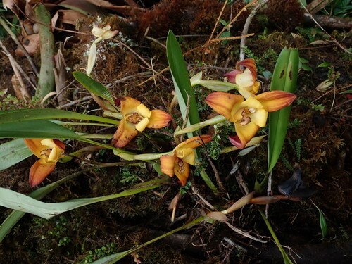 Maxillaria molitor, photograph 2