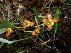 (c) Nolan Exe, some rights reserved (CC BY) Maxillaria molitor, photograph (c) Nolan Exe, some rights reserved (CC BY)