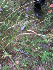 Carex gynandra