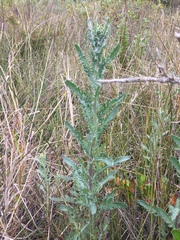 Senecio glomeratus glomeratus
