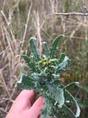 Senecio glomeratus glomeratus