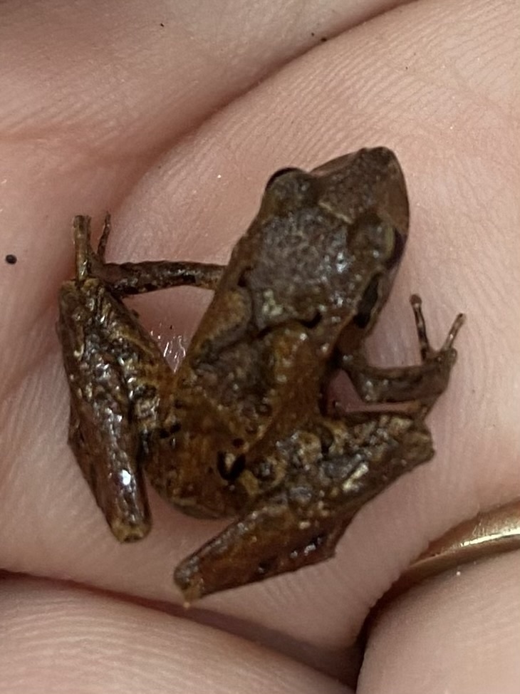 Espirito Santo Robber Frog