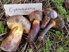 Cyanoboletus