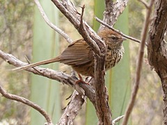 Poodytes punctatus punctatus