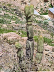Weberbauerocereus weberbaueri, photograph (c) GREGORY ANTHONY PAUCA TANCO, some rights reserved (CC BY)