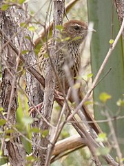 Poodytes punctatus punctatus