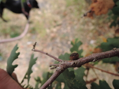 Disholcaspis mellifica