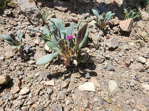 Cistanthe weberbaueri (Cistanthe weberbaueri)