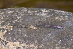 Argia emma