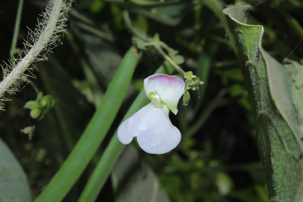 Phaseolus debouckii