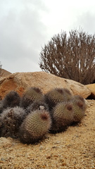 Copiapoa serpentisulcata