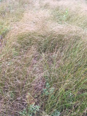 Carex lasiocarpa