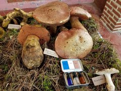 Boletus michoacanus