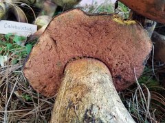 Boletus michoacanus