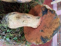 Boletus michoacanus