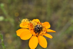 Euphoria subtomentosa