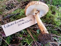 Echinoderma hemisclerum