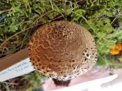 Echinoderma hemisclerum