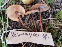Heimiomyces