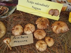 Armillaria mexicana