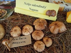Armillaria mexicana