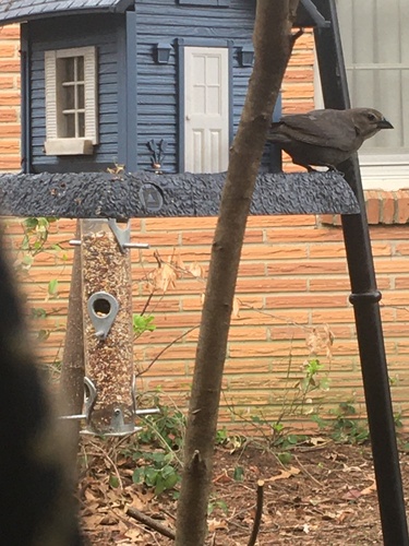 Brown-headed Cowbird photographed in Arkansas