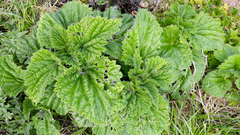 Urtica australis