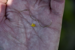 Ranunculus flammula filiformis