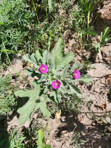 Fuertesimalva peruviana, photograph 6