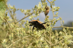 Hologymnetis cinerea